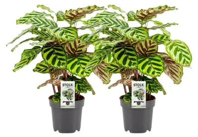 Produktbild von Calathea Makoyana | 2 Stück - 35-45cm - Ø14cm - Zimmerpflanze - Immergrün - Multideal