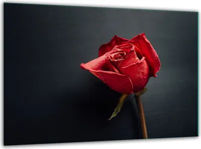 Produktbild von Glas Herdabdeckplatten Schneidebrett Universal 30x22cm Rosen