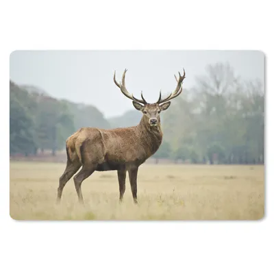 Produktbild von MuchoWow® Schreibtischunterlage Hirsche - Tiere - Geweihe 60x40 cm - XXL Mauspad - Großes Mauspad