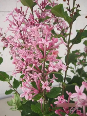 Produktbild von Syringa Pink Perfume - Zwergflieder Pink Perfume - stark duftend 40-60