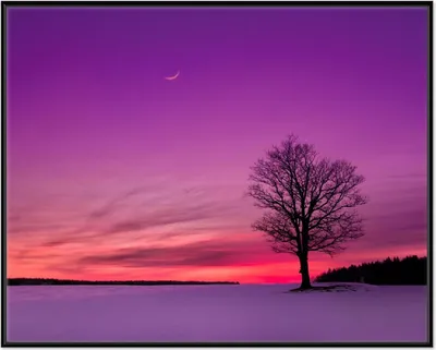 Produktbild von Wallario Wandbild Mond und Baum am Abend bei Schnee, Größe: 40,30 x 50,30 cm, Poster mit schwarzem Aluminiumrahmen