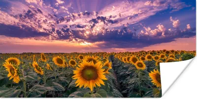 Produktbild von MuchoWow® Poster Blumen - Himmel - Lila - Sonnenuntergang 40x20 cm - Poster für die Wand - Poster Schlafzimmer