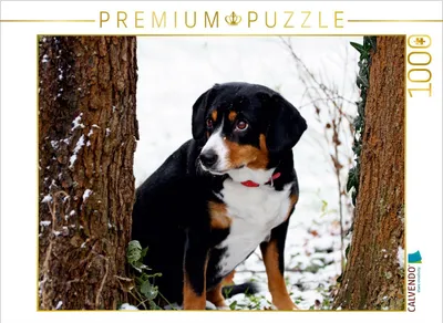 Produktbild von Calvendo Ein Motiv aus dem Kalender Entlebucher Sennenhund 1000 Teile Puzzle quer 640x480mm, CALVENDO; 7290608