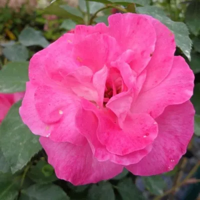 Produktbild von Rosa 'Melrose' - Stammrose - Rosa 'Melrose'