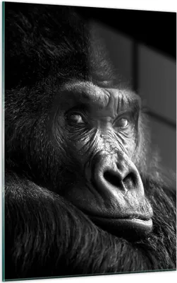 Produktbild von Bilder auf glas - Einteilig - Affe Gorilla Porträt - 50x70cm - Glasbilder - Wandbilder - Bilder - zum Aufhängen bereit - Wanddekoration aus Glas - Glas Bilder - Wandbild auf Glas - GPA50x70-5007