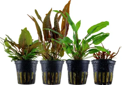 Produktbild von Cryptocoryne Set mit 4 Pflanzen Aquariumpflanzen Wasserpflanzen AquaOne Set 145