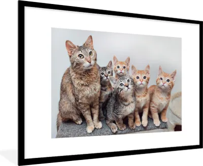 Produktbild von MuchoWow® MuchoWow® Gerahmtes Poster Katze - Kätzchen - Fell 90x60 cm - Poster mit zchwarzem Bilderrahmen - Wanddekoration - Fotos