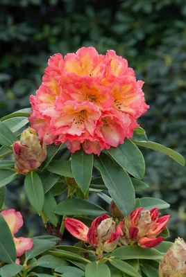 Produktbild von Rhododendron Hybr. 'Sun Fire', leuchtend gelb-orange, 30–40 cm