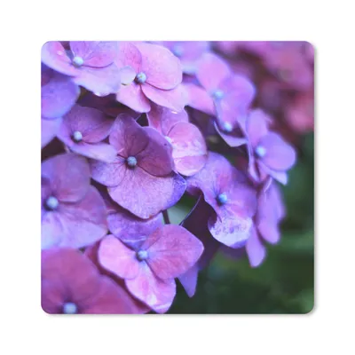 Produktbild von MuchoWow® Mauspad Mousepad Blumen - Lila - Hortensie - Natur - Blütenblätter 30x30 cm - Mousepads - Maus Mat - Pad - Mausunterlage - Gaming