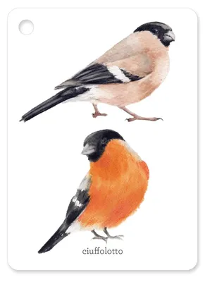 Image de Les oiseaux. Le monde dans la poche. Édition en couleurs (Acchiappastorie)