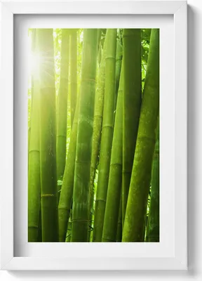 Produktbild von Grüne Bambushalme– Wandbild mit Rahmen – Gerahmtes Bild  – Wanddekoration – 20x30 cm – Weiß
