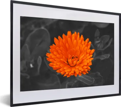 Produktbild von MuchoWow® MuchoWow® Gerahmtes Poster Blumen - Orange - Schwarz - Weiß 60x40 cm - Poster mit zchwarzem Bilderrahmen - Schlafzimmer - Plakat in Rahmen - Drucken