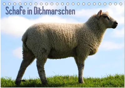 Produktbild von Schafe in Dithmarschen (Tischkalender 2025 DIN A5 quer), CALVENDO Monatskalender