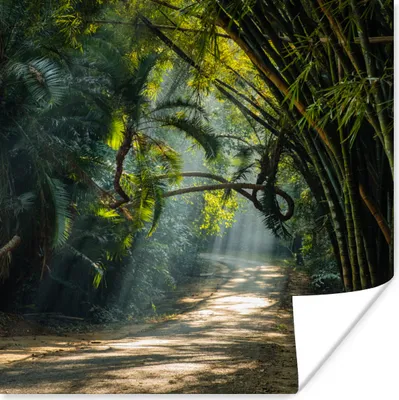 Produktbild von MuchoWow® Poster Bambusreihen in Asien 75x75 cm - Wand Dekoration