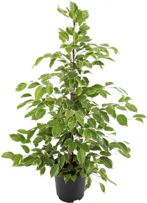 Produktbild von Ficus Benjamina Goldenking - Ø21cm - ↕95cm