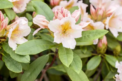 Produktbild von Rhododendron Hybr. 'Belkanto', Rhododendron, 30–40 cm, rosa Blüten