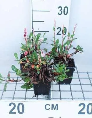 Zdjęcie produktu dla 6 x Persicaria aff. 'Kabouter' - Rdestowiec ostrokończysty - doniczka 9 x 9 cm