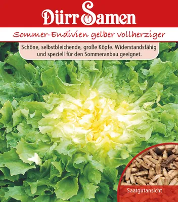 Produktbild von Sommerendivien Gelber Vollherziger | Sommerendiviensamen von Dürr Samen