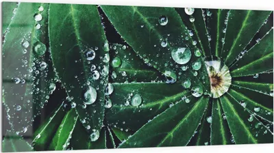 Produktbild von DEQORI Küchenrückwand Glas 100x50 cm 'Wasserperlenverzierung' Spritzschutz Bad Rückwand