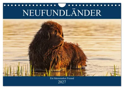Produktbild von Neufundländer - Ein bärenstarker Freund (Wandkalender 2027 DIN A4 quer), CALVENDO Monatskalender
