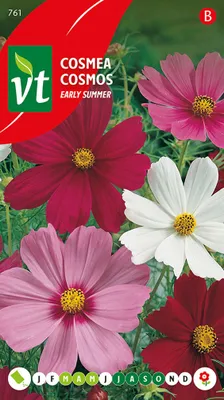 Produktbild von Cosmos Frühsommer Varie Samen - Ca. 1 gr | VT_761