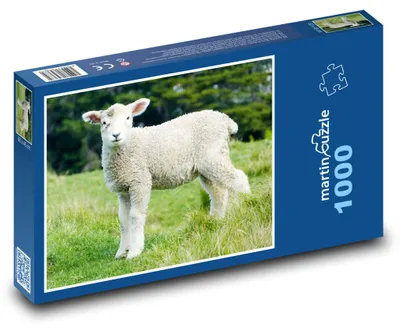 Zdjęcie produktu dla Puzzle 1000 Jagniątko na łące - martinpuzzle