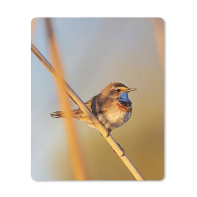 Produktbild von MuchoWow® Mauspad Mousepad Vögel - Blaukehlchen - Schilf 30x40 cm - Mousepads - Maus Mat - Pad - Mausunterlage - Mausmatten