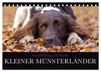 Productafbeelding van Faszination Jagdhund - Kleiner Münsterländer (Wandkalender 2027, formaat DIN A5, liggend), CALVENDO maandkalender