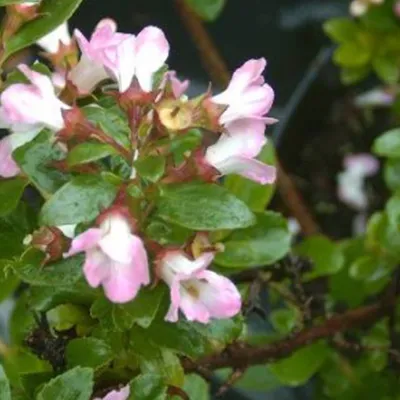 Immagine prodotto di 2 x  Andenstrauch  - Escallonia 'Apple Blossom'  | 40-50 cm in vaso