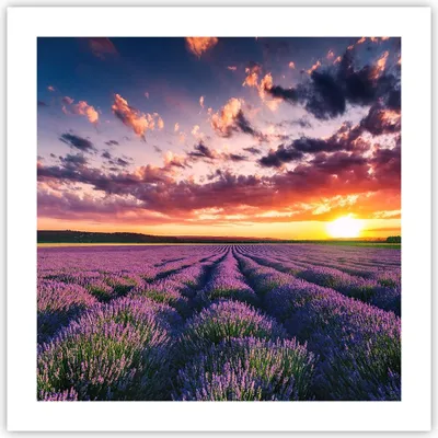 Produktbild von Poster - Poster ohne Rahmen - Lavendel Berge Feld - 50x50 cm - Wand Bild - Wanddeko - Wandbilder - Kunstposter - Wandposter - Bilder - Kunstdruck - Wanddekoration - Wandbild - P2XAC50x50-3816