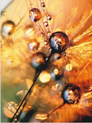 Produktbild von ARTland Wandbild, selbstklebend Pusteblume Energy Größe: 45x60 cm