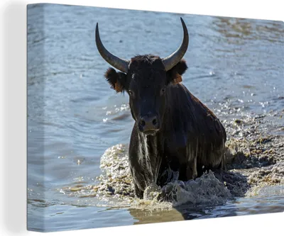 Produktbild von OneMillionCanvasses® - Leinwandbilder - 140x90 cm, Ein Stier klettert in der Camargue aus dem Wasser, Wandbilder Kunstdruck Wanddekoration