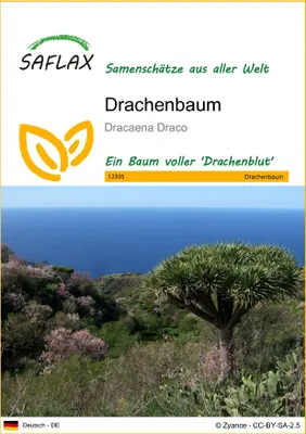Produktbild von SAFLAX - Drachenbaum - 5 Samen - Dracaena Draco