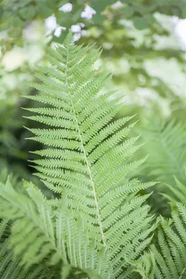 Produktbild von Athyrium filix-femina, Frauenfarn, ca. 9x9 cm Topf