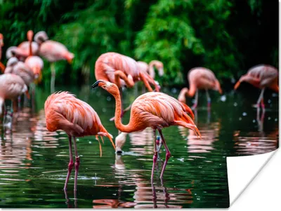Produktbild von MuchoWow® Poster Flamingo - Tropisch - Vogel - Wasser - Rosa 80x60 cm - Kunst für zu Hause