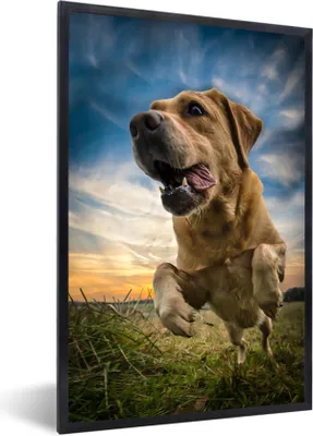 Produktbild von MuchoWow® Gerahmtes Poster Bunter Himmel über diesem Labrador Retriever 60x90 cm - Poster mit Schwarzem Bilderrahmen Wandposter Rahmen Foto Bilder - Kunst