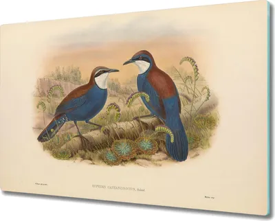 Produktbild von Coloray Hackbrett Herdabdeckplatte 80x52 cm Küchenbrett Kochplattenabdeckung Schneidebrett - Vögel Tiere Zeichnung