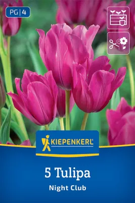 Produktbild von Kiepenkerl Mehrblütige Tulpe Night Club Tulipa hybrids 5 Zwiebeln