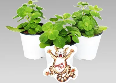 Produktbild von Coleus canin - Verpiss-Dich - Pflanze - 3 Pflanzen