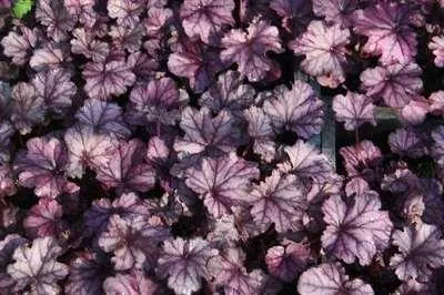 Zdjęcie produktu dla 6 x Heuchera hybr. 'Forever Purple' - Fioletowe dzwonki - doniczka 9 x 9 cm