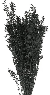 Produktbild von Ruscus Dekozweige Trockenstrauß für stilvolle Arrangements