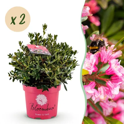 Produktbild von Zwerg-Rhododendron - Rhododendron Bloombux Magenta - Blühender Buchsbaum - Pflegeleicht - Rosa Blüte - 2 Pflanzen - 45-55cm - Ø23cm - Gartenpflanze