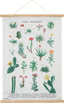 Imagen del producto de Letrero de madera con motivos botánicos de cactus y cocoteros