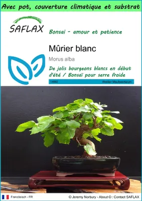 Image de SAFLAX Garden to go - Mûrier blanc - 200 graines - Morus