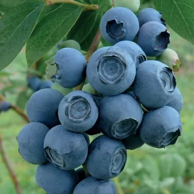 Produktbild von Amerikanische Heidelbeere Patriot 2L