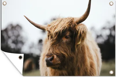 Produktbild von MuchoWow® 60x40 cm Outdoor-Poster Gartendeko Sichtschutz Garten Poster für den Garten  Schottischer Highlander - Tiere - Hörner