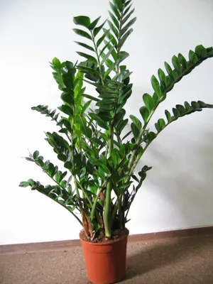 Produktbild von [Palmenlager] XL Zamioculcas zamiifolia "Zamia Farn" 100 cm - großer 27 cm Ø Pot - Glücksfeder - Zimmerpflanze