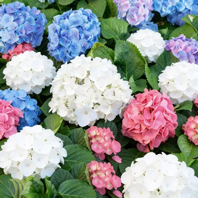 Obrázok produktu pre Hortenzie Hydrangea macrophylla Tricolour, mrazuvzdorná, 3 rastliny, 12cm, 20