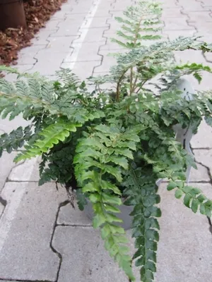 Produktbild von Polystichum polyblepharum - Japanischer Schildfarn 30-40