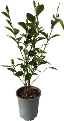 Produktbild von Ovalblättriger Liguster Ligustrum ovalifolium - Immergrüne Heckenpflanzen - 8